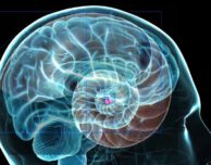 Transcending your Reptilian Brain