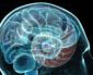 Transcending your Reptilian Brain